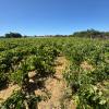 Magnífica Finca segregada en la zona de El Marquesado, Chiclana